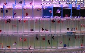 Sangat banyak sekali jenis ikan cupang yang berhasil di temukan di. Panduan Lengkap Budidaya Ikan Cupang Hewanpedia