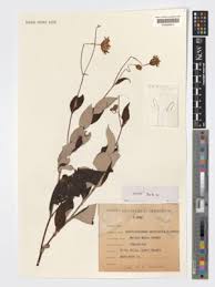 Image result for Erythrocephalum dictyophlebium