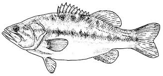 Click on the coloring page to open in a new window and print. Bass Fish Texas Largemouth Bass Fish Coloring Pages Texas Largemouth Bass Fish Coloring Pagesfull Size Image Fish Coloring Page Coloring Pages Fish Patterns