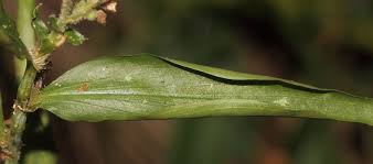 Image result for Floscopa sp.no.1