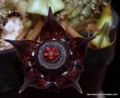 Image result for Duvalia polita