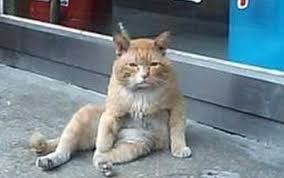 좌절 고양이.. | 2짤 - 이럴땐 이런짤,짤방 검색시스템