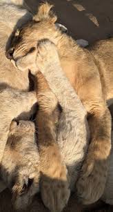 Pin On Pictures Mammals