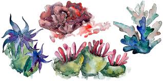 Ocellaris clownfish coral reef sea anemone, watercolor birds, animals, seafood png. 5 642 Best Coral Reef Watercolor Images Stock Photos Vectors Adobe Stock