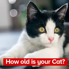 Cat Years To Human Years Calculator Know How Old Is Your Cat