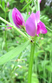 Image result for Vicia sativa