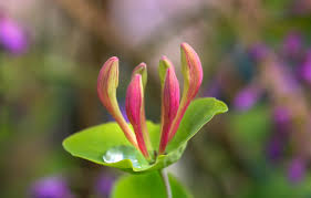 Honeysuckle vines flower abundantly during the transition from spring to summer with many offering an intoxicating scent. How To Cut Back Honeysuckle Jack S Garden