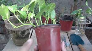 Money Plant Maintenance How To Make Your Money Grow Fast Summer Care Urdu Hindi Money Plant Plant Maintenance Plants