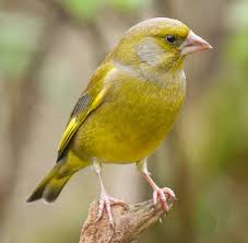 Greenfinch Carduelis Chloris Guzel Kuslar Kus