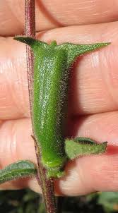 Image result for Ceratotheca integribracteata