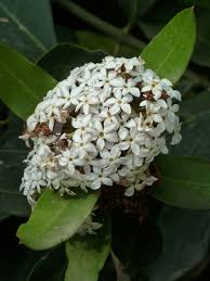 Image result for Acokanthera laevigata