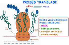 Proses Sintesis Protein Pengertian Tahapan Dan Manfaat Lengkap