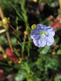 Image result for Linaceae