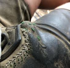Speckig Trachten Lederhose Bayerische Lederhose Trachtenhose