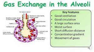 A Level Gcse Biology Alveoli Gas Exchange Practice Exam Question A Level Biology Teaching Biology Gcse Biology Revision