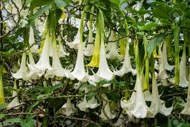 Browse 190 angel trumpet flower stock photos and images available, or start a new search to explore more stock photos and images. White Angel S Trumpet Flowers Flowering Datura Tree Plant Stock Photo Picture And Royalty Free Image Image 108242338