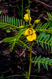 Image result for Chamaecrista comosa