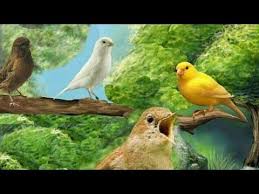 Bulbul Otumlu Kanaryalarim Sampiyonlar Gecidi Youtube My Champion Is Wonderful Bird Youtube Youtube Komik Hayvan Videolari Hayvanlar Komik Hayvan