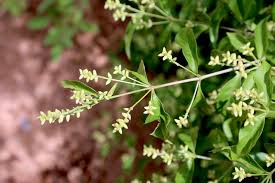 Image result for Psilotrichum