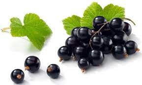 Black Currant Benefits Black Currant Oil Black Currant Seed Oil Black Currant Juice
