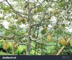 Résultat de recherche d'images pour "tree durian"
