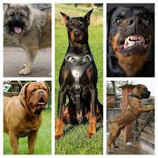 A Must Read Top 5 Dog Breeds That Are Best For Guarding Nigerian Homes Photos Naijaloaded