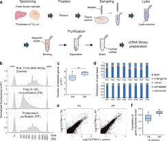 Complementary dna) ist eine dna, die mittels des enzyms reverse transkriptase meist aus mrna synthetisiert wird. Effective Microtissue Rna Extraction Coupled With Smart Seq2 For Reproducible And Robust Spatial Transcriptome Analysis Scientific Reports