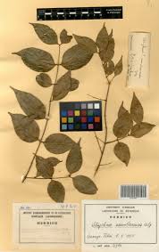 Image result for Strychnos usambarensis