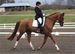 Explore origin 0 base skins used to create this skin; Dressage Hd Wallpapers Free Download Wallpaperbetter