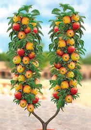 Obstbaum In U Form Apfel Obstgarten Gartenprodukte Obst