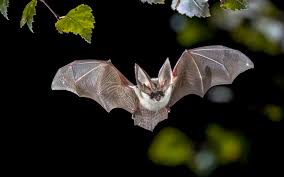 All placental mammals have live birth. Vampire Bat Life Cycle