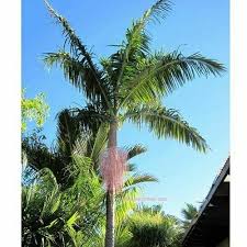 Image result for Archontophoenix cunninghamiana