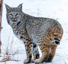 Maybe you would like to learn more about one of these? Bobcats Woods N Water News