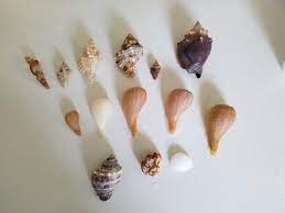 Check spelling or type a new query. Paper Figs King S Crown Lace Murex Florida Fighting Conchs Chestnut Turban And Baby S Ear Good Day Sanibel Florida Fighting Conch Kings Crown Conch