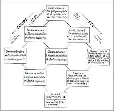 Image result for Baphia bequaertii