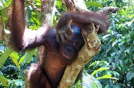 Adapun daur hidup sendiri merupakan suatu proses perubahan bentuk tubuh yang dialami makhluk hidup sepanjang hidupnya. Status Orangutan Menjadi Sangat Terancam Punah Greeners Co