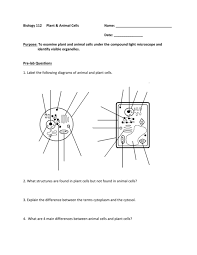 Plant cells are composed of cell walls and chloroplasts plant cells: Animal And Plant Cell Lab