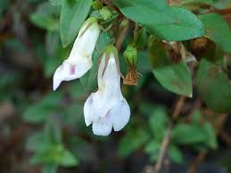 Image result for Stemodiopsis