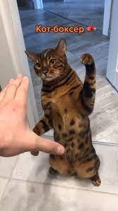 cats got a mean left hook video credits to kotidiotnomer1 an immersive guide by naturestail