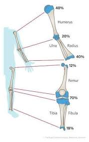 Image result for Humerus Growth Plates