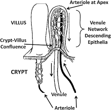 Image result for Endostemon villosus