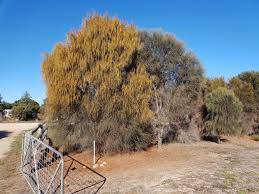 Inadequate water or sunlight, freeze damage, or mealy bugs can stress your cactus and lead to a sagging. Drooping Sheoak Tree Separate Male And Female Trees By Peter Miles Age Of Awareness May 2021 Medium