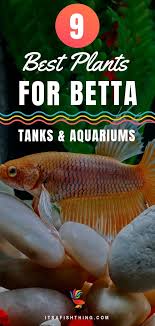 Best Plants For Betta Fish 9 Live Varieties They Will Love Betta Tank Betta Fish Fish Tank Plants