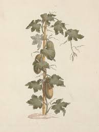 Image result for Peponium vogelii