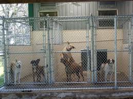 It's possible to start a small operation for around $500, while larger businesses with many dogs can cost closer to $15,000 or $20,000. How To Start A Dog Kennel Dogspot In