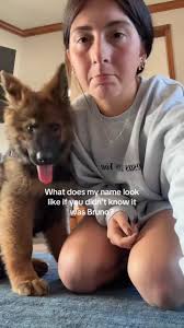 Bruno and Ollie Update German Shepherds