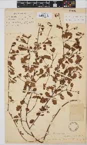 Image result for Hermannia parvula