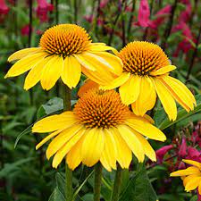 Echinacea Sombrero Lemon Yellow Improved Yellow Plants Echinacea Plants