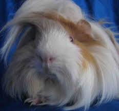 Die kleinen nimmersatte nehmen so etwa bis zu hundert kleine mahlzeiten zu sich. Peruaner Meerschweinchen Aus Vet Anerk Hobbyzucht 213714