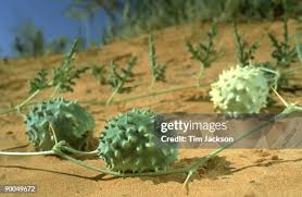 Image result for Acanthosicyos naudinianus